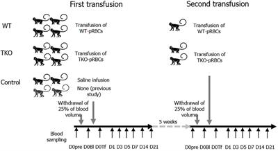 Investigation of the efficacy and safety of wild- type and triple-gene knockout pig RBC transfusions in nonhuman primates